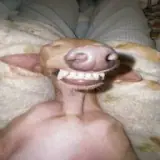 Figurinha para WhatsApp