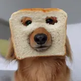 Figurinha para WhatsApp