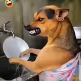 Figurinha para WhatsApp
