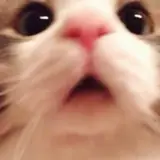 Figurinha para WhatsApp