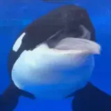 Sticker de Animais para WhatsApp