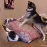 Figurinha de Animais para WhatsApp