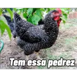 Figurinha para WhatsApp