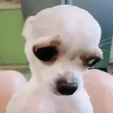 Figurinha de Cachorros para WhatsApp