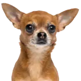 Figurinha de Cachorros para WhatsApp