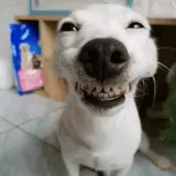 Figurinha de Cachorros para WhatsApp