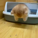 Figurinha de Gatos para WhatsApp