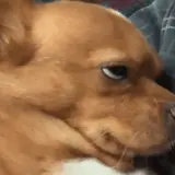 Figurinha de Cachorros para WhatsApp