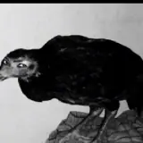 Figurinha para WhatsApp