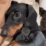 Figurinha de Cachorros para WhatsApp