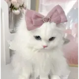 Figurinha de Gatos para WhatsApp