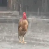 Sticker de Animais para WhatsApp