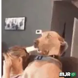 Memes WhatsApp sticker