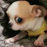 Figurinha para WhatsApp