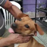 Figurinha de Cachorros para WhatsApp