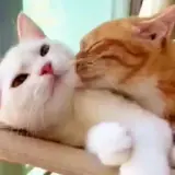 Figurinha de Gatos para WhatsApp