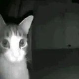 Figurinha de Gatos para WhatsApp