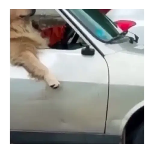 Coletadas sticker 448