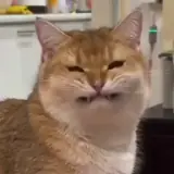 Figurinha de Gatos para WhatsApp