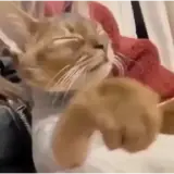 Gatos WhatsApp sticker