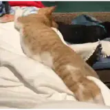 Figurinha de Gatos para WhatsApp