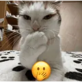 Figurinha para WhatsApp