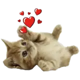 Figurinha de Gatos para WhatsApp