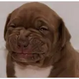 Figurinha de Cachorros para WhatsApp