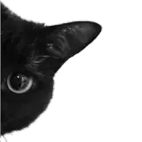 Figurinha de Gatos para WhatsApp