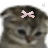 Figurinha de Gatos para WhatsApp