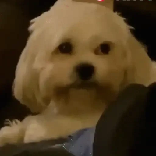 Figurinha para WhatsApp — Cachorros