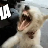 Figurinha de Cachorros para WhatsApp