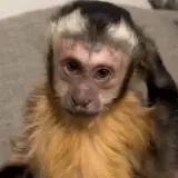 Animais WhatsApp sticker