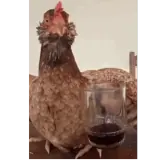 Figurinha de Animais para WhatsApp