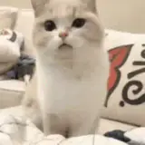 Figurinha de Gatos para WhatsApp