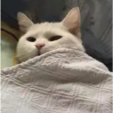 Figurinha de Gatos para WhatsApp