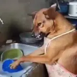 Figurinha de Cachorros para WhatsApp