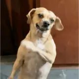 Sticker de Cachorros para WhatsApp