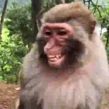 Figurinha para WhatsApp