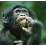 Figurinha para WhatsApp