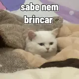 Figurinha de Gatos para WhatsApp