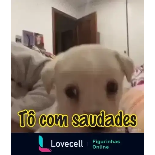 Coletadas sticker 32653