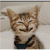 Figurinha para WhatsApp