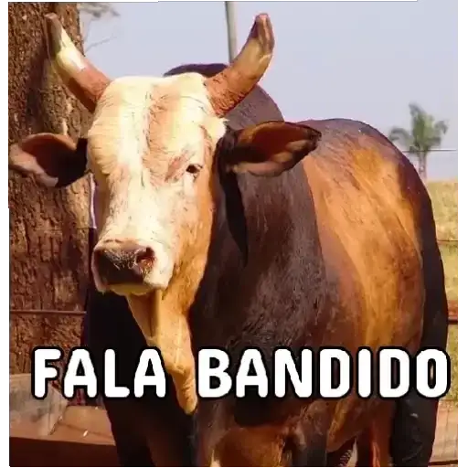 Coletadas sticker 6363