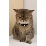 Figurinha de Gatos para WhatsApp