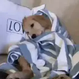 Figurinha para WhatsApp