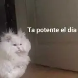 Gatos WhatsApp sticker