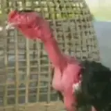 Sticker de Animais para WhatsApp