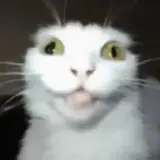 Figurinha para WhatsApp