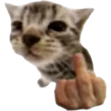 Figurinha de Gatos para WhatsApp